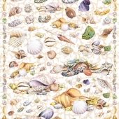 234  Камни и ракушки