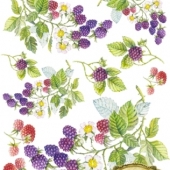 138  Ежевика